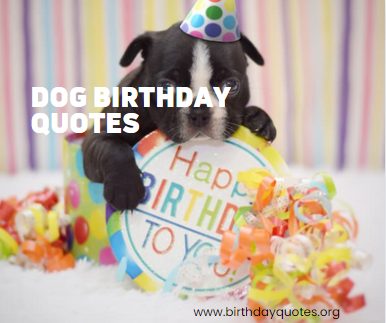 An image of dog birthday quotes